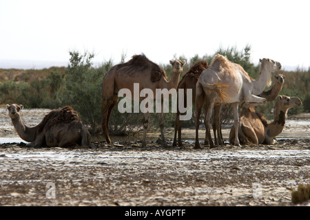 Kamele Wandern in Chott El Gharsa Phosphat Salz Wohnungen Tunesien Stockfoto