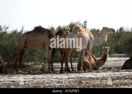 Kamele Wandern in Chott El Gharsa Phosphat Salz Wohnungen Tunesien Stockfoto