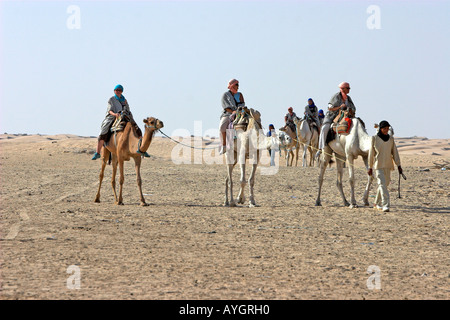 Kameltrekking in der Sahara Wüste in der Nähe von Douz Tunesien Stockfoto