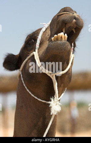 Kamel macht lustige Gesicht kauen Sahara Wüste in der Nähe von Douz Tunesien Stockfoto