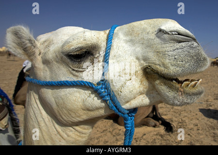 Kamel macht lustige Gesicht kauen Sahara Wüste in der Nähe von Douz Tunesien Stockfoto