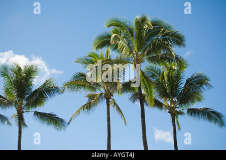 Niedrigen Winkel Blick auf Palmen Stockfoto