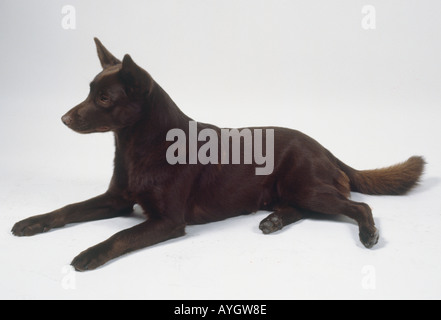 Australischer Kelpie ausgestreckt Seite auf. Stockfoto