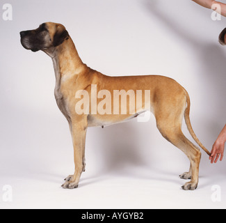 Deutsche Dogge allen Vieren, Seite auf. Stockfoto