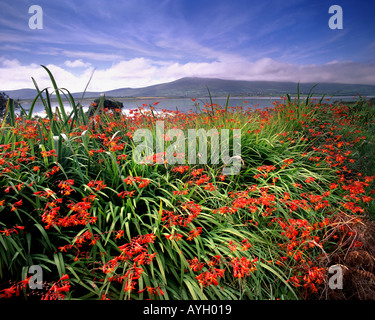 IE - CO. KERRY: Montbretia Blüte auf Valencia Island Stockfoto