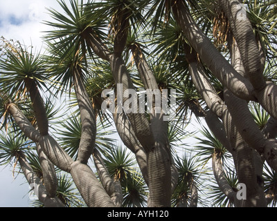 Drachenbaum-Dracaena Draco Gibraltar Alameda Botanische Gärten Stockfoto