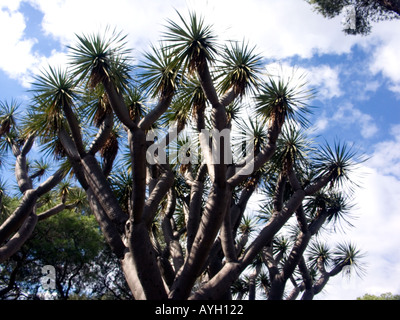 Drachenbaum-Dracaena Draco Gibraltar Alameda Botanische Gärten Stockfoto