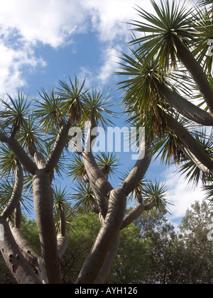 Drachenbaum-Dracaena Draco Gibraltar Alameda Botanische Gärten Stockfoto