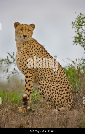 Nahaufnahme von Geparden, Greater Kruger National Park, Südafrika Stockfoto