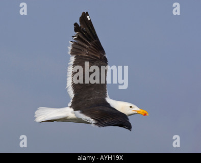 Nahaufnahme von Cape Möwe im Flug, Namibia, Afrika Stockfoto