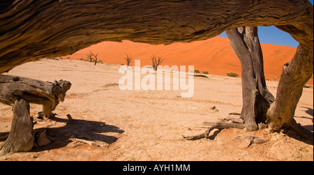 Zeigen Sie unter abgestorbenen Baum, Namib-Wüste, Namibia, Afrika an Stockfoto