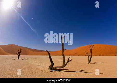 Tote Bäume, Namib-Wüste, Namibia, Afrika Stockfoto