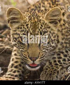 Nahaufnahme von Leopard, Greater Kruger National Park, Südafrika Stockfoto