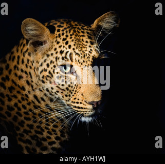 Nahaufnahme von Leopard, Greater Kruger National Park, Südafrika Stockfoto