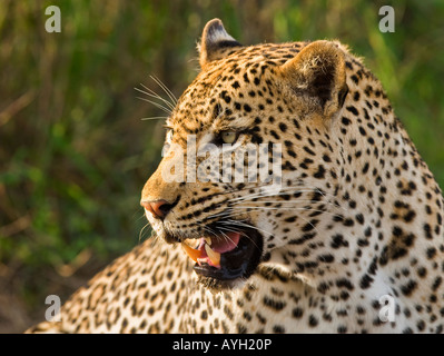 Nahaufnahme von Leopard, Greater Kruger National Park, Südafrika Stockfoto