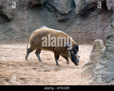 Red River Hog, westafrikanische Buschschwein (Potamochoerus Porcus), Säugetier, Säugetiere, Tier, Tiere, Wildtiere, Tusk, Stoßzähne, Keiler, Stockfoto