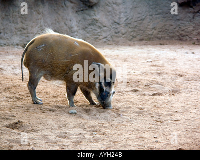 Captive Red River Hog (Potamochoerus Porcus), Schwein Schweine westafrikanischen Buschschweine Schwein Potamochoerus Porcus Säugetier Säugetiere Tier Stockfoto