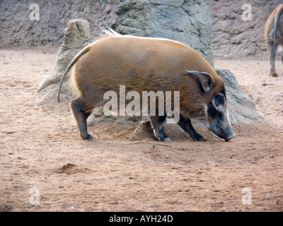 Captive Red River Hog (Potamochoerus Porcus), Stockfoto