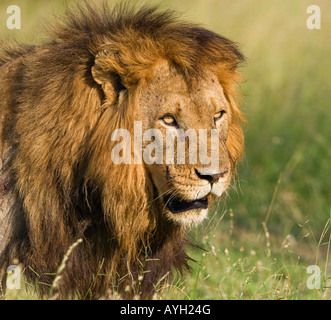 Nahaufnahme eines männlichen Löwen, Greater Kruger National Park, Südafrika Stockfoto