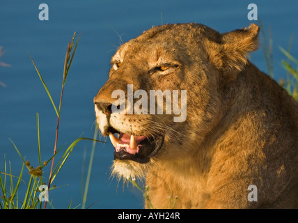 Nahaufnahme eines weiblichen Löwen, Greater Kruger National Park, Südafrika Stockfoto