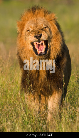 Männliche Löwen brüllen, Greater Kruger National Park, Südafrika Stockfoto