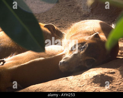 Captive Red River Hog (Potamochoerus Porcus), Schwein Schweine westafrikanischen Buschschweine Schwein Potamochoerus Porcus Säugetier Säugetiere Tier Stockfoto