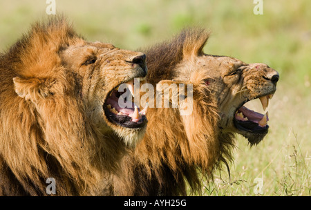 Männliche Löwen brüllen, Greater Kruger National Park, Südafrika Stockfoto