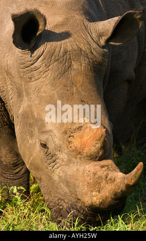 Nahaufnahme von weißer Rhinoceros, Greater Kruger National Park, Südafrika Stockfoto