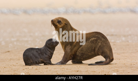 Südafrikanischer Seebär, Mutter und Baby, Namibia, Afrika Stockfoto