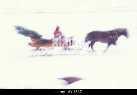 Bewegung von einem offenen Pferdeschlitten zu verwischen, wie ein paar nach Hause einen frischen Weihnachtsbaum bringt Stockfoto