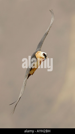 Nahaufnahme von Bartgeier (Bartgeier) im Flug, Drakensberg Gebirgskette, Südafrika Stockfoto