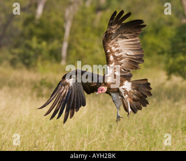 Mit Kapuze Geier Landung, Greater Kruger National Park, Südafrika Stockfoto