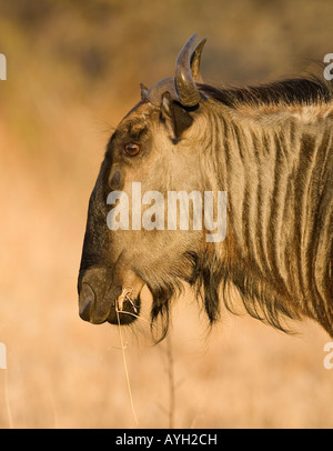 Nahaufnahme von Streifengnu (gestromt Gnu), Greater Kruger National Park, Südafrika Stockfoto
