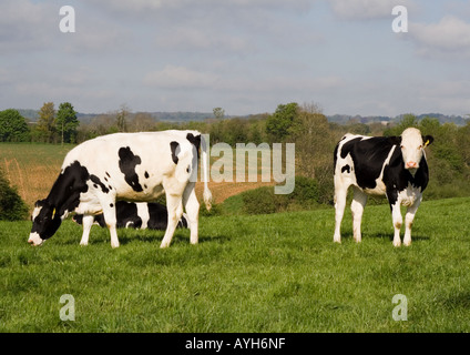 Zwei friesische Kühe auf Gras mit bewaldeten Flächen hinter Stockfoto