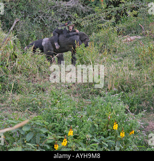 Schimpansen im Sweetwaters Chimpanzee Sanctuary im Ol Pejeta Conservancy unterwegs Stockfoto