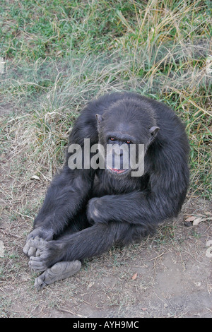 Schimpanse sitzt in Rasen bei Schimpansen Heiligtum im Ol Pejeta Conservancy Stockfoto