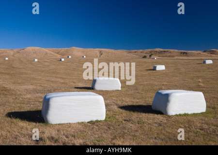 frisch geschnitten Sie Heu Bails eingehüllt in weißem Kunststoff, warten auf Sammlung, Martinborough, Neuseeland Stockfoto
