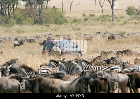 Umgeben von Gnus und Zebras in afrikanischen Wildpark Safari-Auto Stockfoto