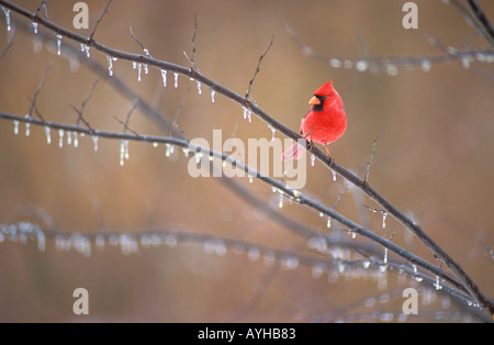 Männlich-Kardinal auf Eis bedeckt branch Stockfoto