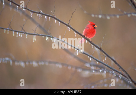 Männlich-Kardinal auf Eis bedeckt branch Stockfoto