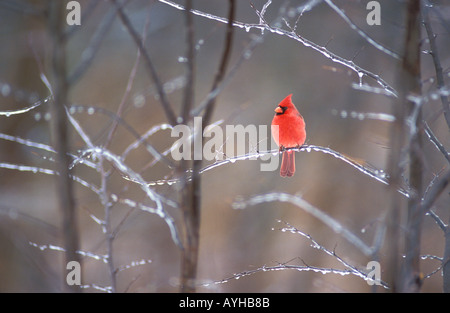 Männlich-Kardinal auf Eis bedeckt branch Stockfoto