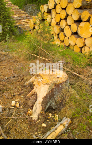 Protokollierte Wald in der Nähe von Torsby in Värmland Grafschaft Schweden Stockfoto