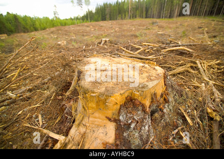 Protokollierte Wald in der Nähe von Torsby in Värmland Grafschaft Schweden Stockfoto