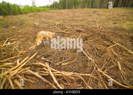 Protokollierte Wald in der Nähe von Torsby in Värmland Grafschaft Schweden Stockfoto