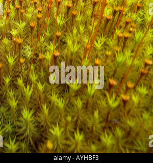 Moos auf See Bredsjon in der Nähe von Torsby in Värmland Grafschaft Schweden Stockfoto