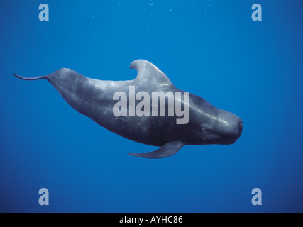Kurz-finned Grindwal (Globicephala Macrorhynchus) Stockfoto