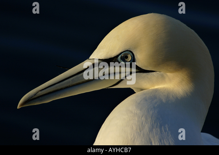 Basstölpel - Morus Bassanus - in der Abenddämmerung, Frankreich. Stockfoto