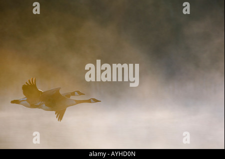 Branta Canadensis. Kanadagänse durch Dawn Nebel fliegen. Oxfordshire, Vereinigtes Königreich Stockfoto