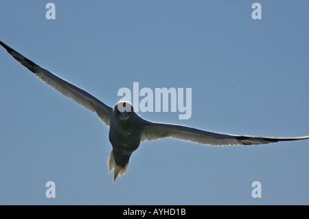 Frankreich ein Tölpel nördlichen Morus Bassan fliegen Stockfoto