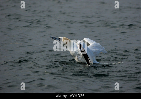 Frankreich-Porträt von Gannet nördlichen Morus Bassan Bade- Stockfoto